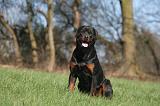 ROTTWEILER 532